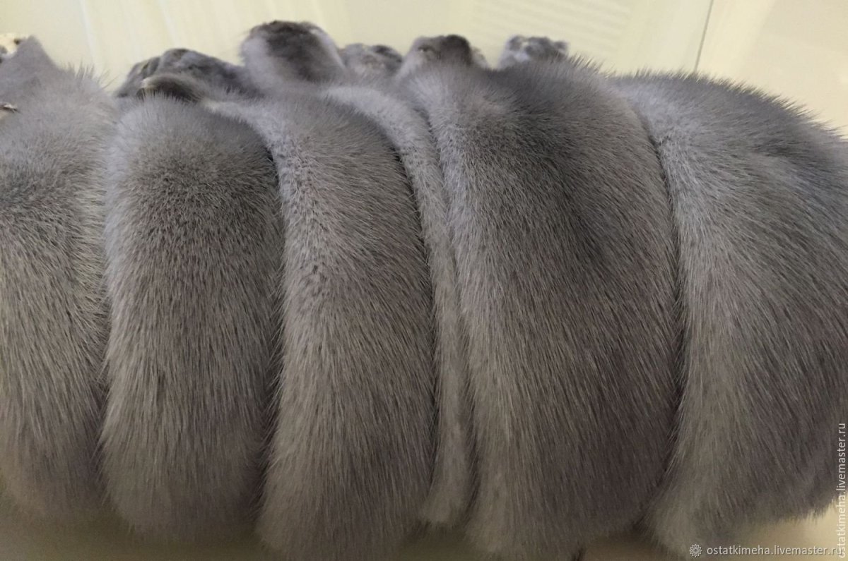 Крыса Дамбо голубая