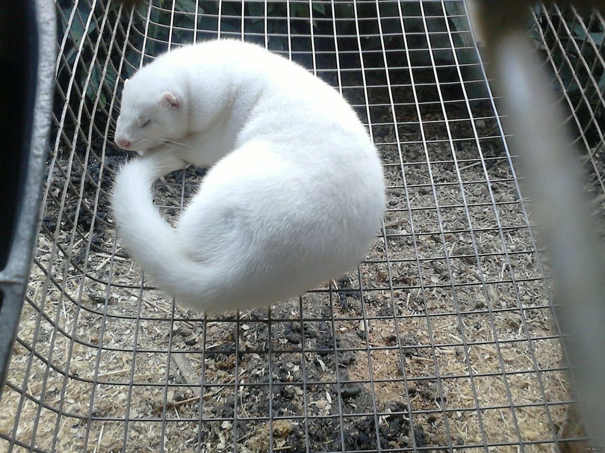 Норковая ферма в Дмитрове