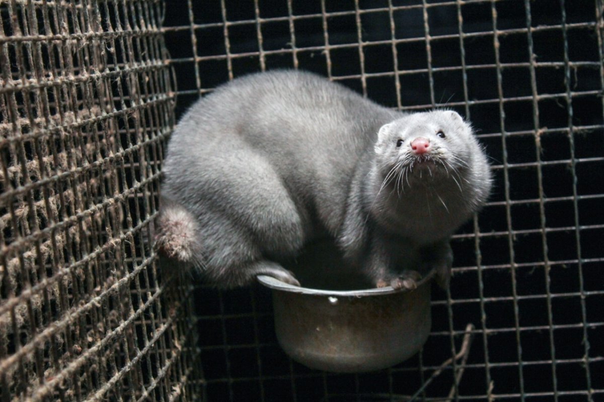 Норковая звероферма в Дании