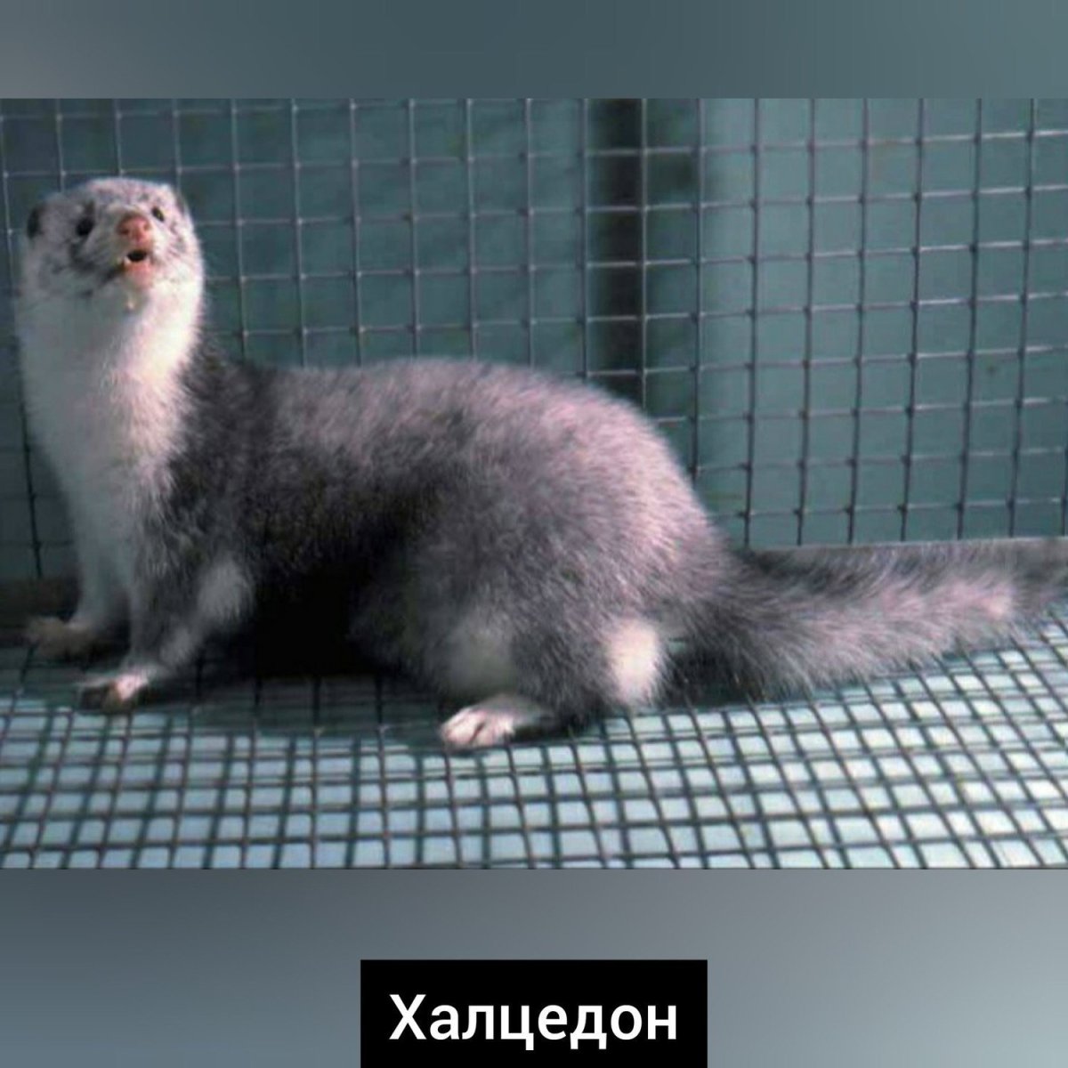 Ферма норок в Новосибирске