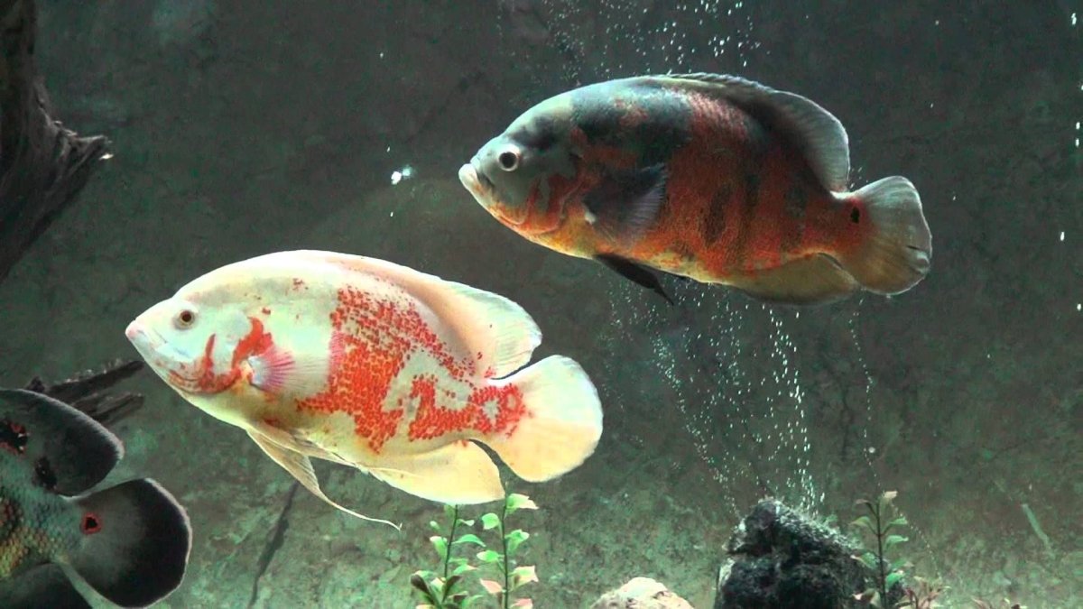 Астронотус злится