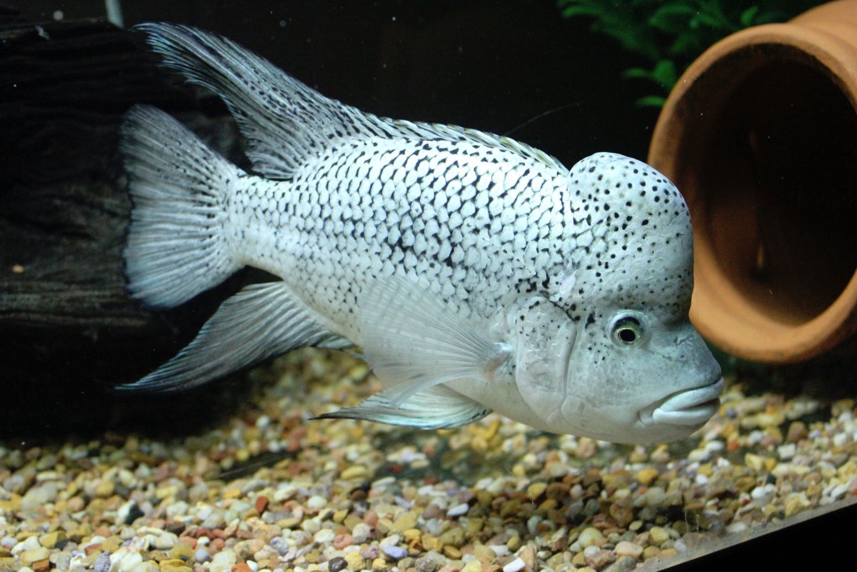 Аквариумная рыбка Ованесян