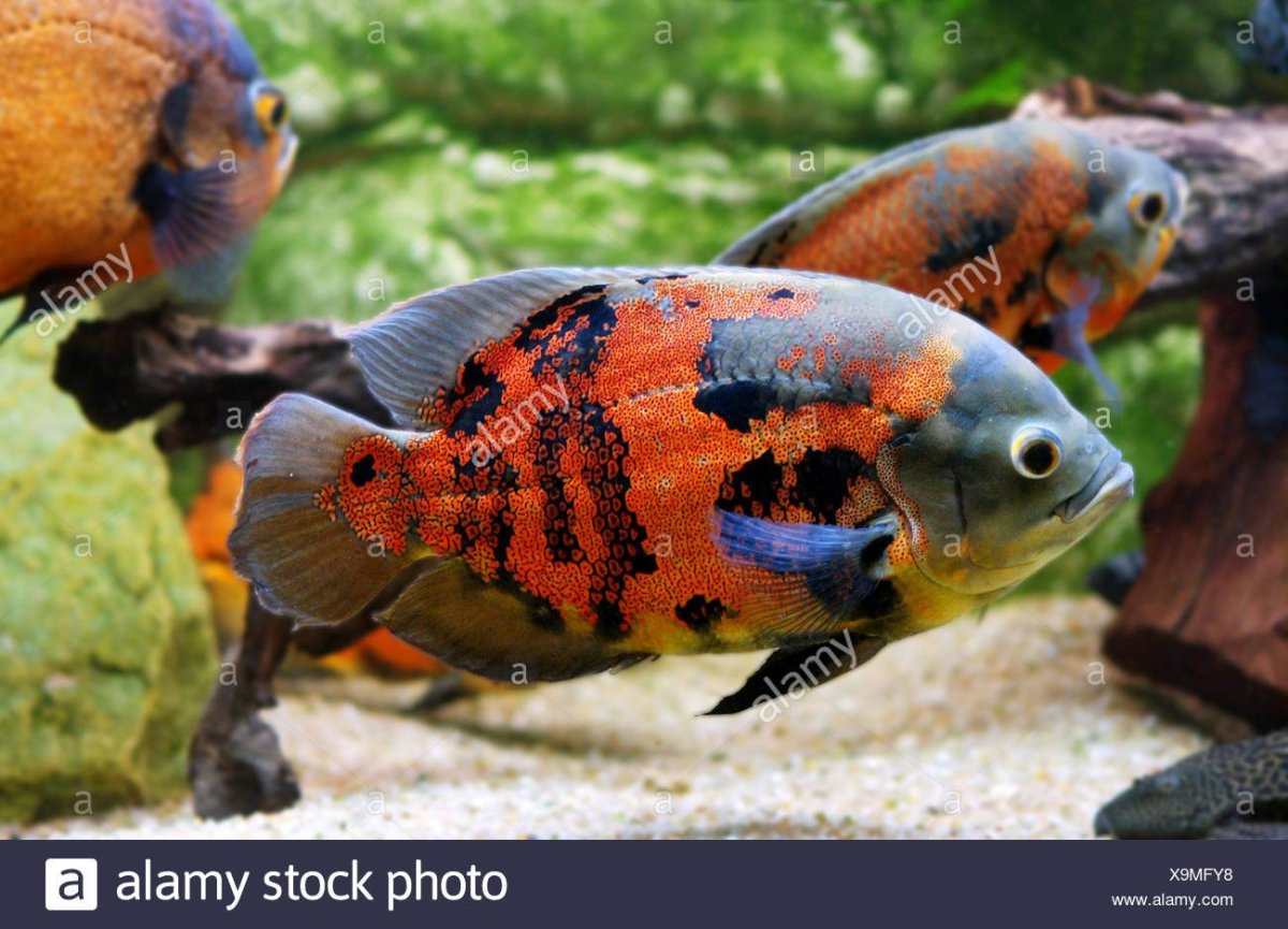 Глазчатый Астронотус