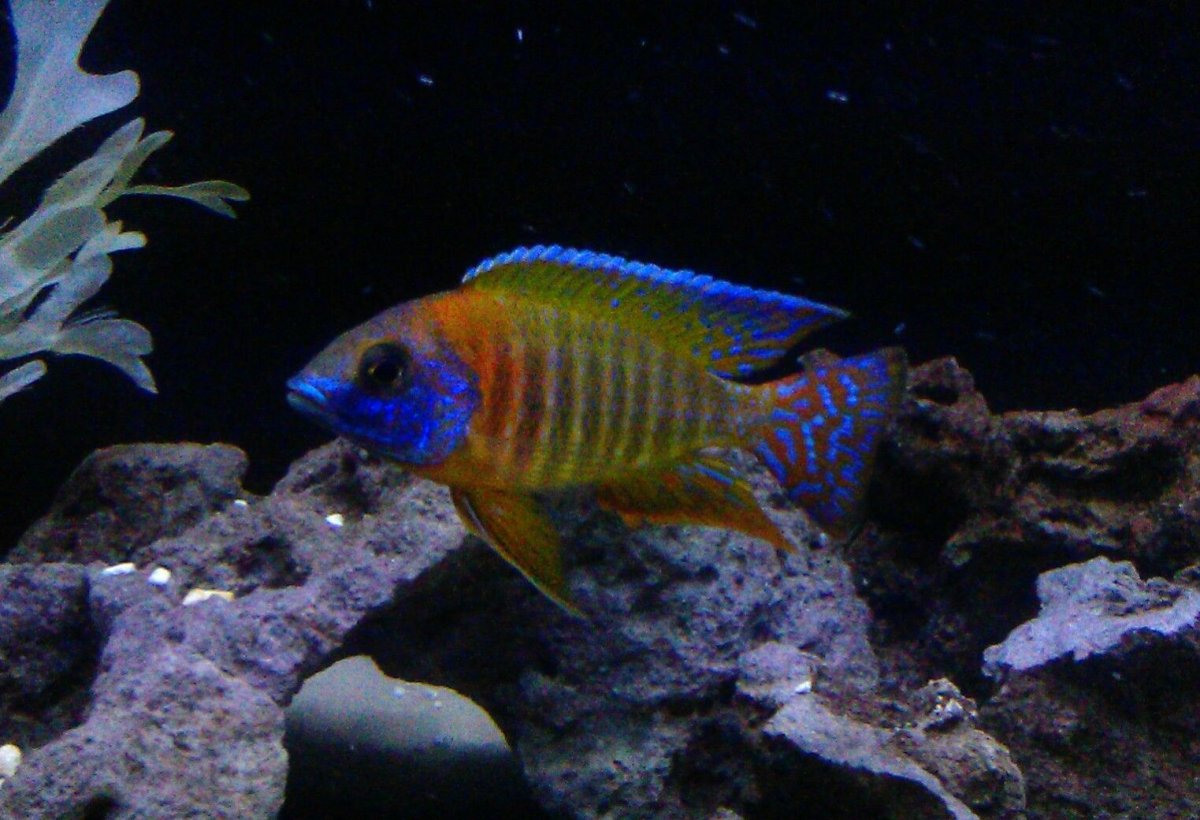 Попугай синий тигровый Hybrid Cichlid