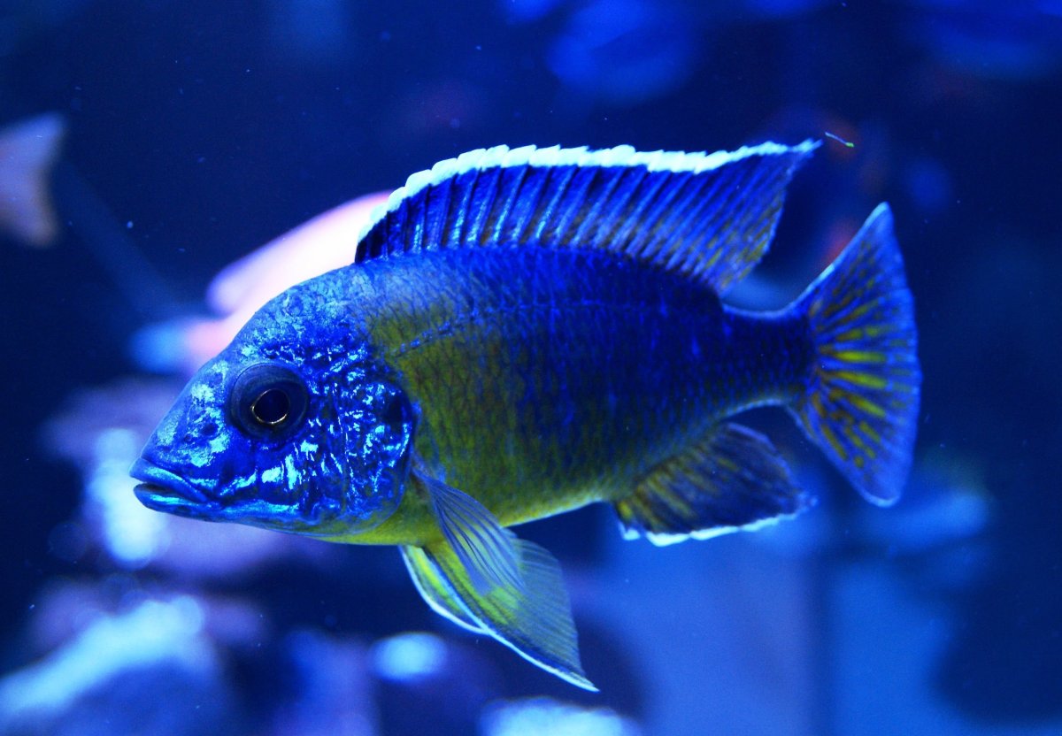 Аулонокара Ньяса синяя