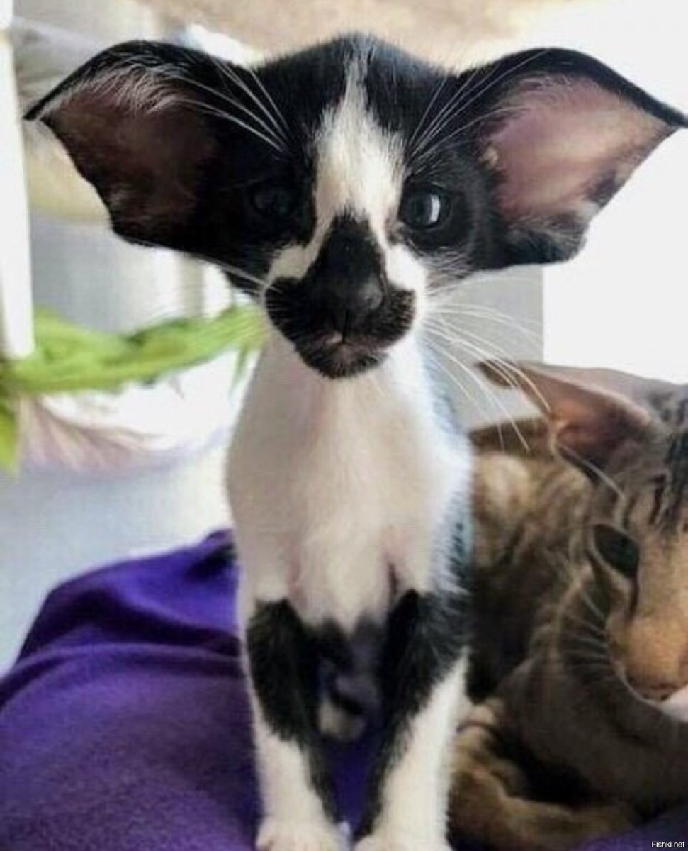 Ориентальная порода Форин Вайт