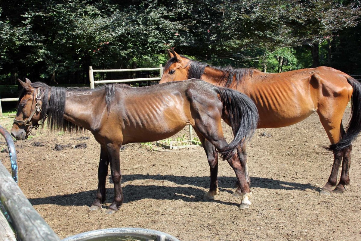 Худая лошадь