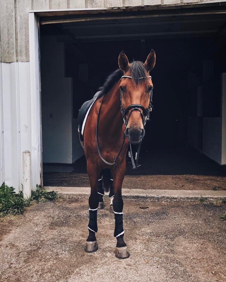 Гнедая лошадь Эстетика