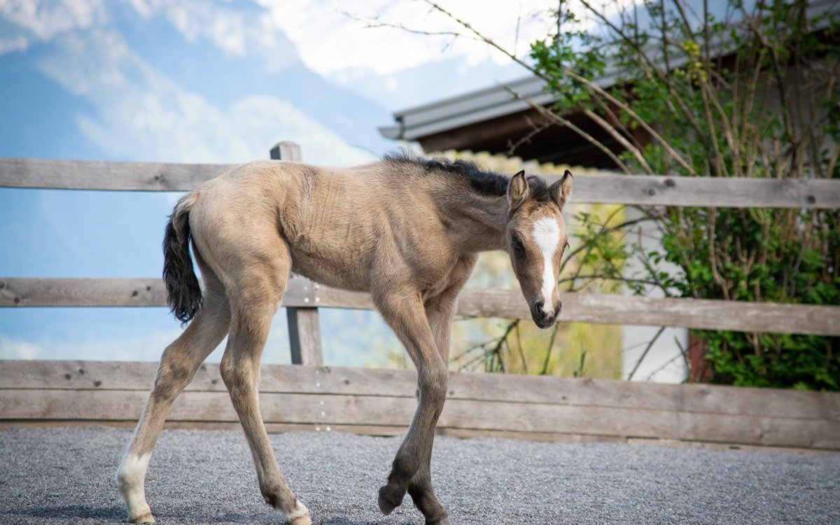 Новорожденные жеребята