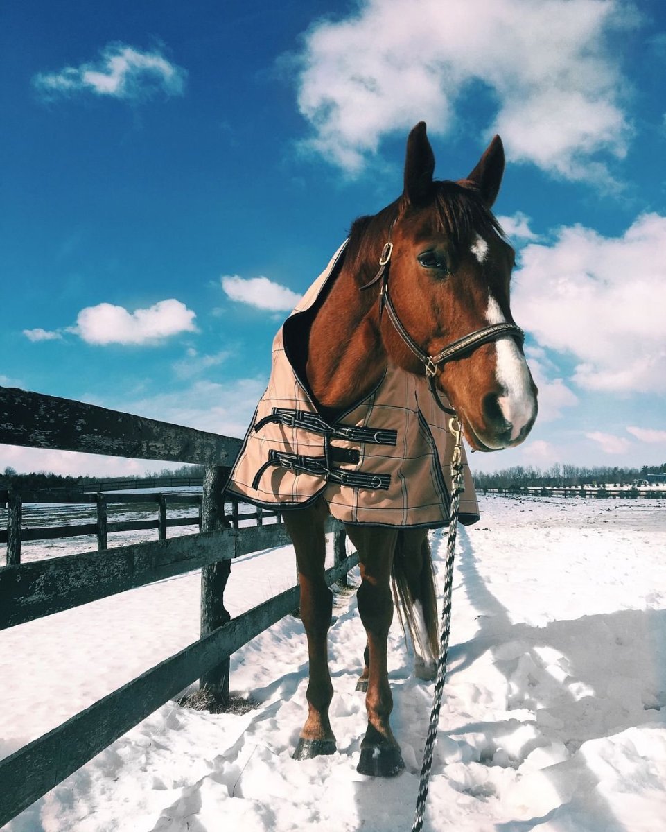 Лошади Эстетика Пинтерест