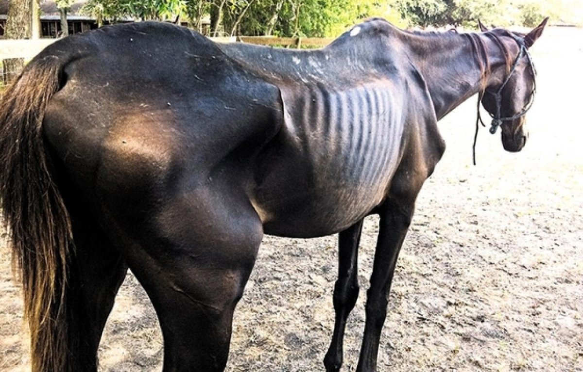 Худая лошадь