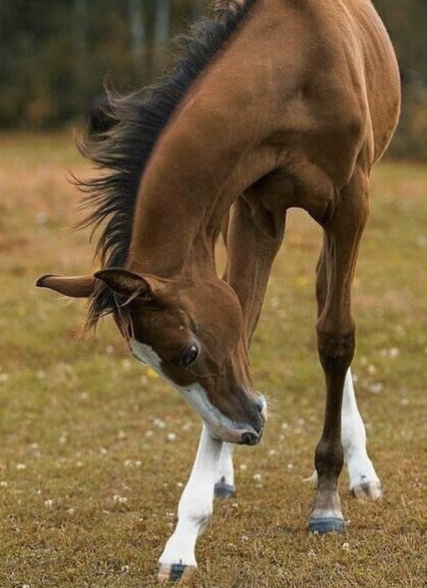 Худая лошадь