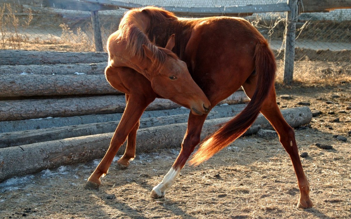 Лошадь в необычной позе