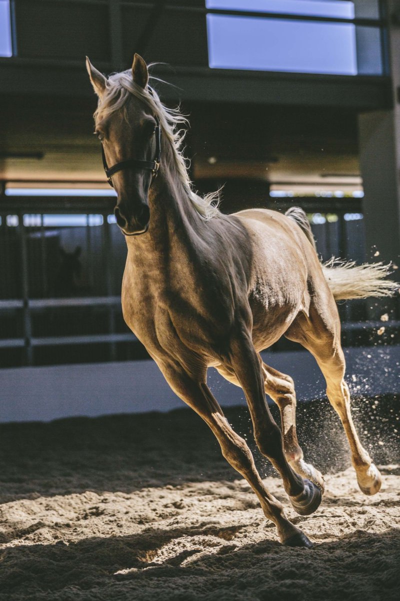Грациозная лошадь