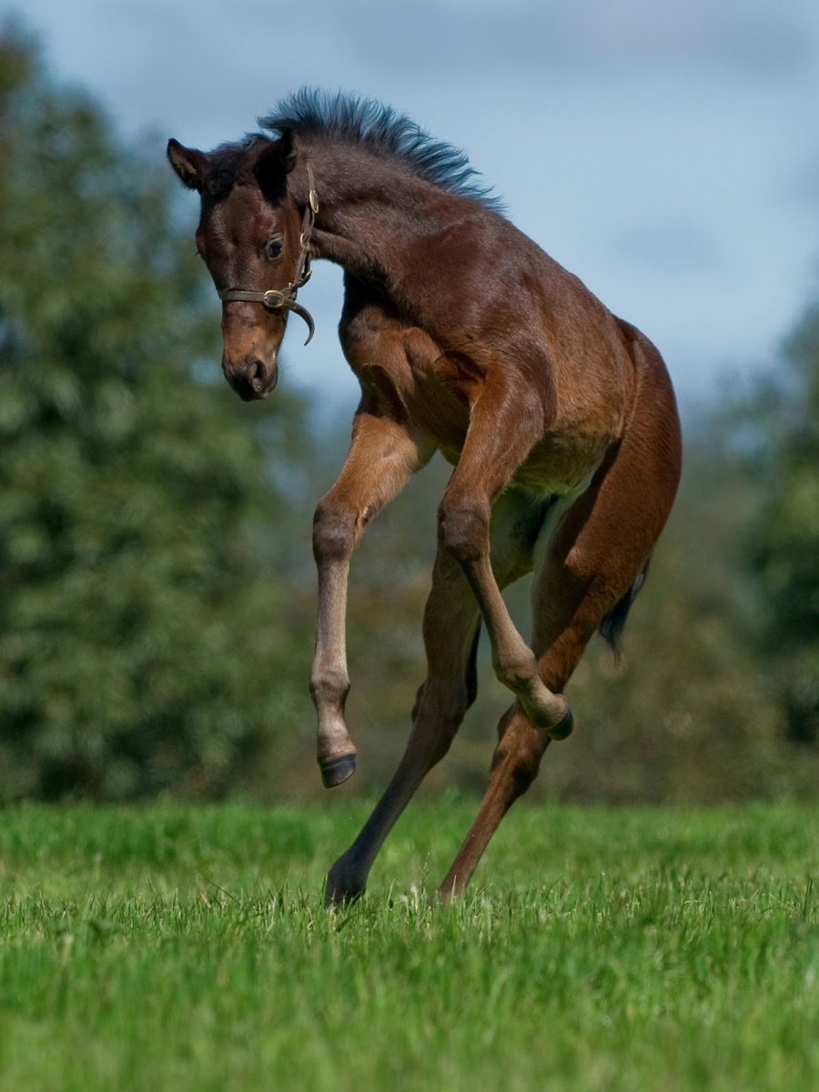 Лошадь бежит