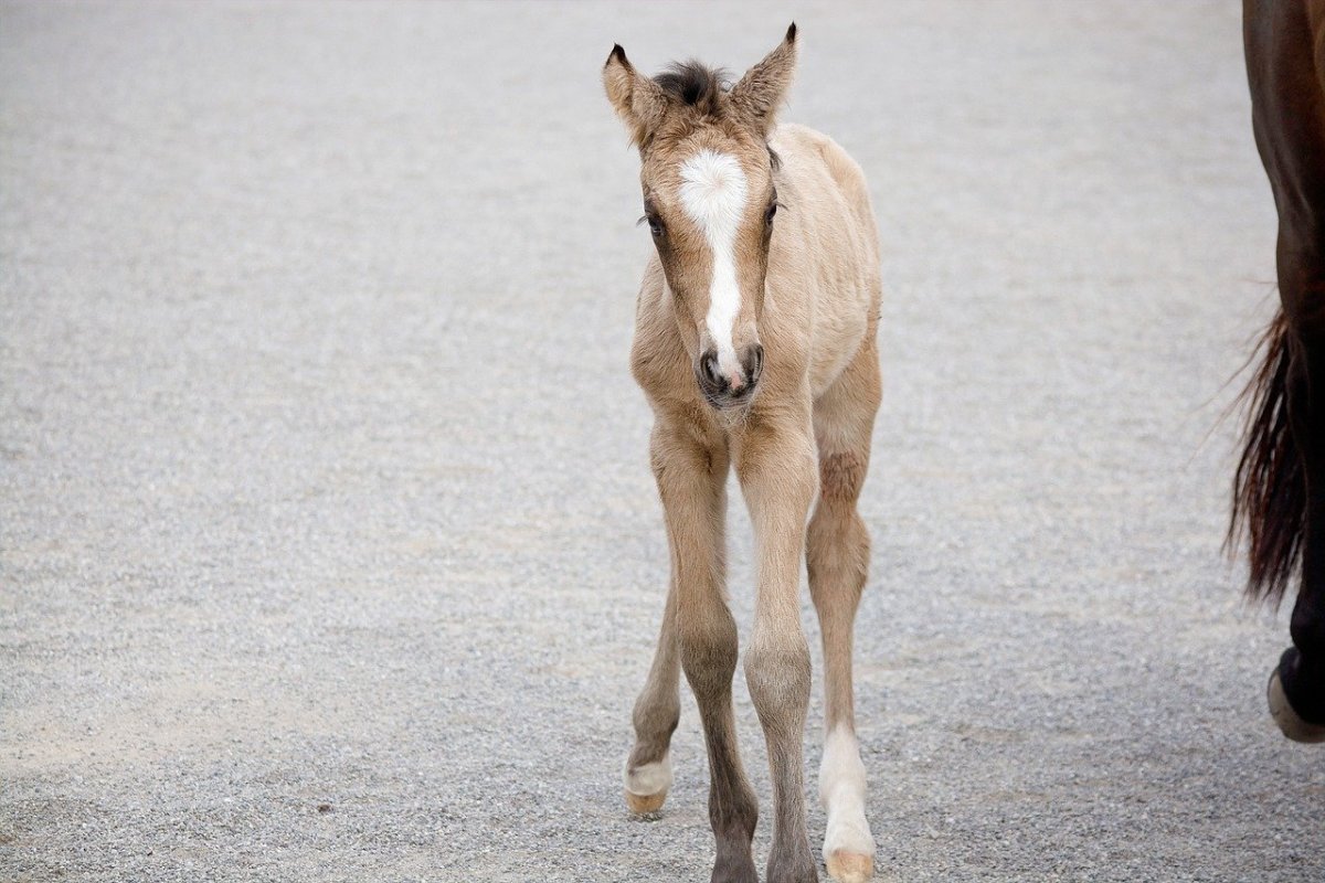 Худая лошадка