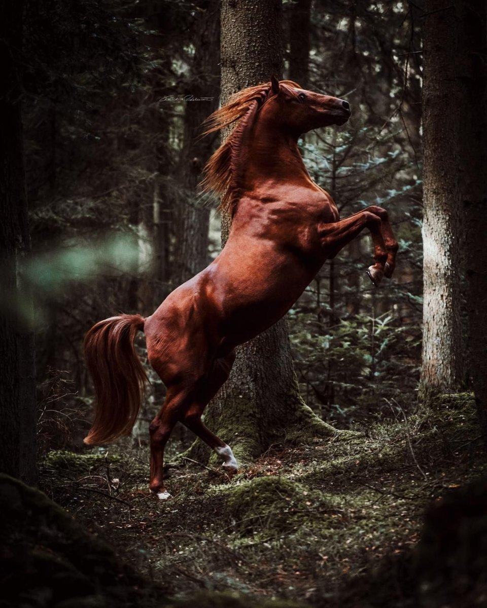 По 1 лошади на каждой картинке