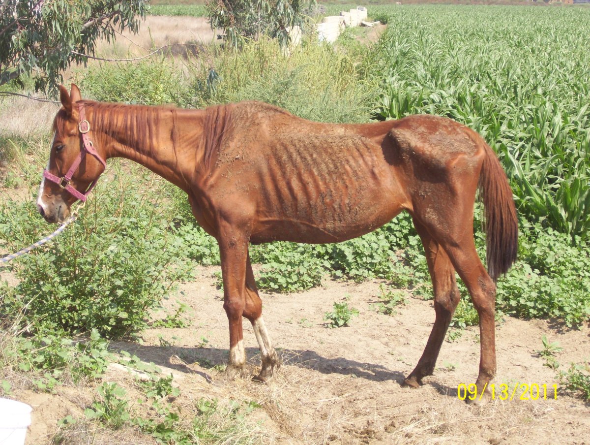 Костлявая лошадь