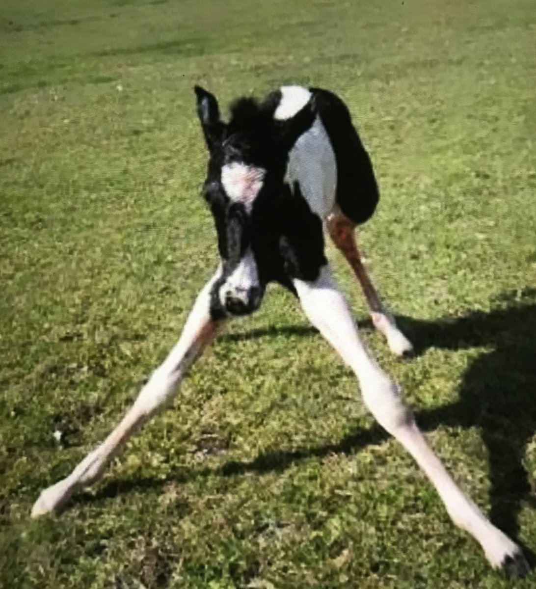 Самый худой конь