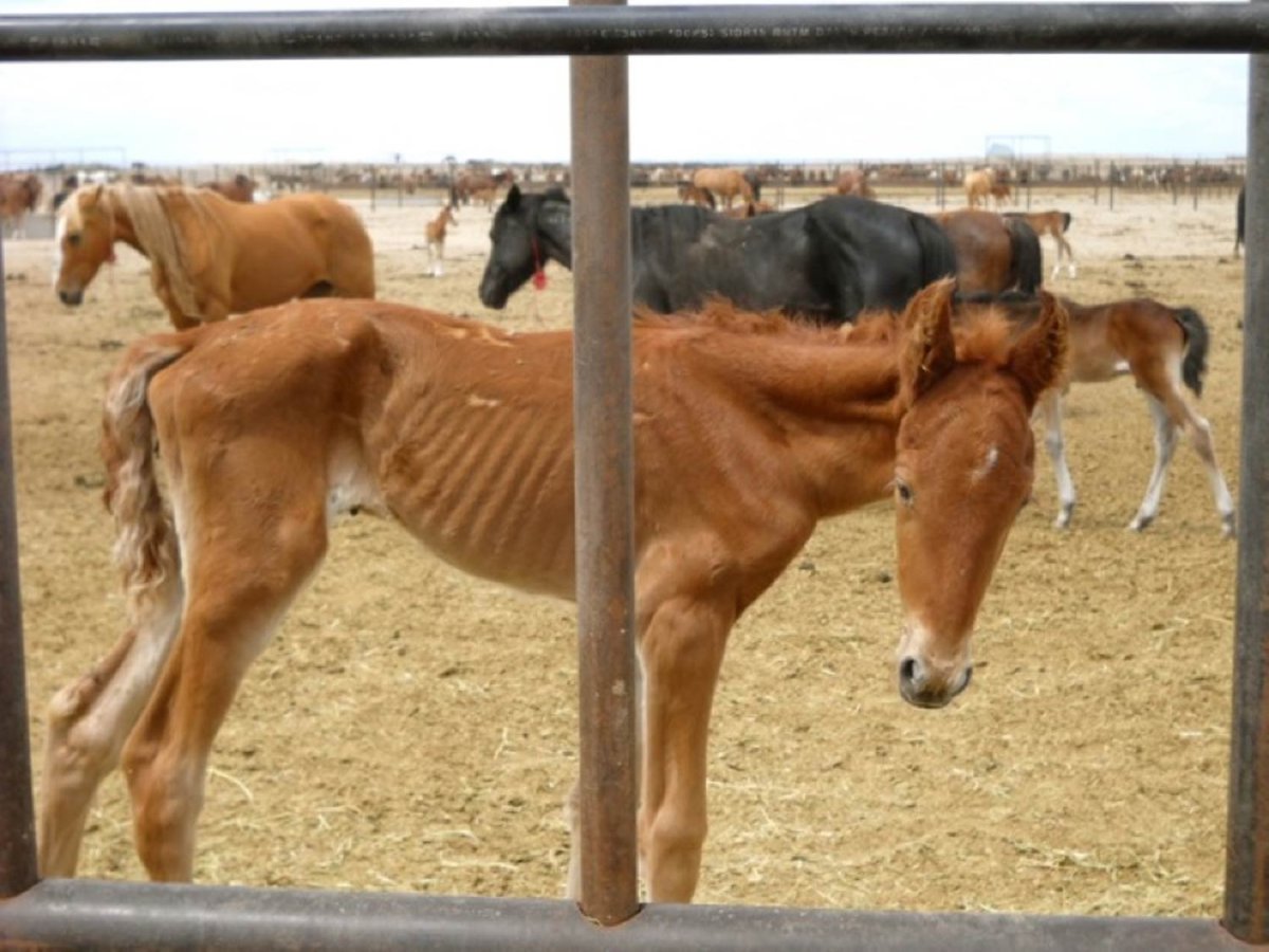 Заподпруживание лошади