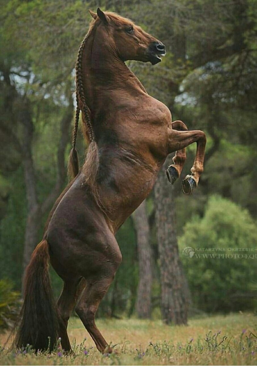 Накаченная лошадь