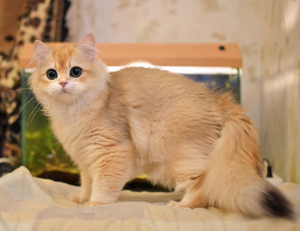 Золотая шиншилла ny11