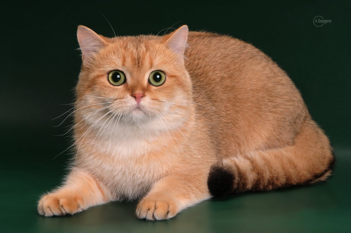 Британская шиншилла Хосико