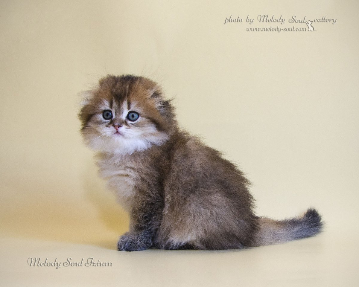 Британская Золотая шиншилла