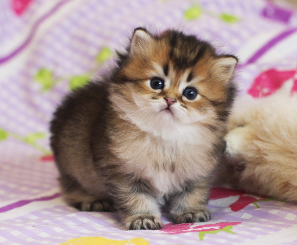 Британская Золотая шиншилла длинношерстная