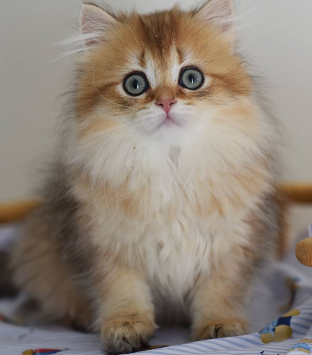 Шотландская Золотая шиншилла