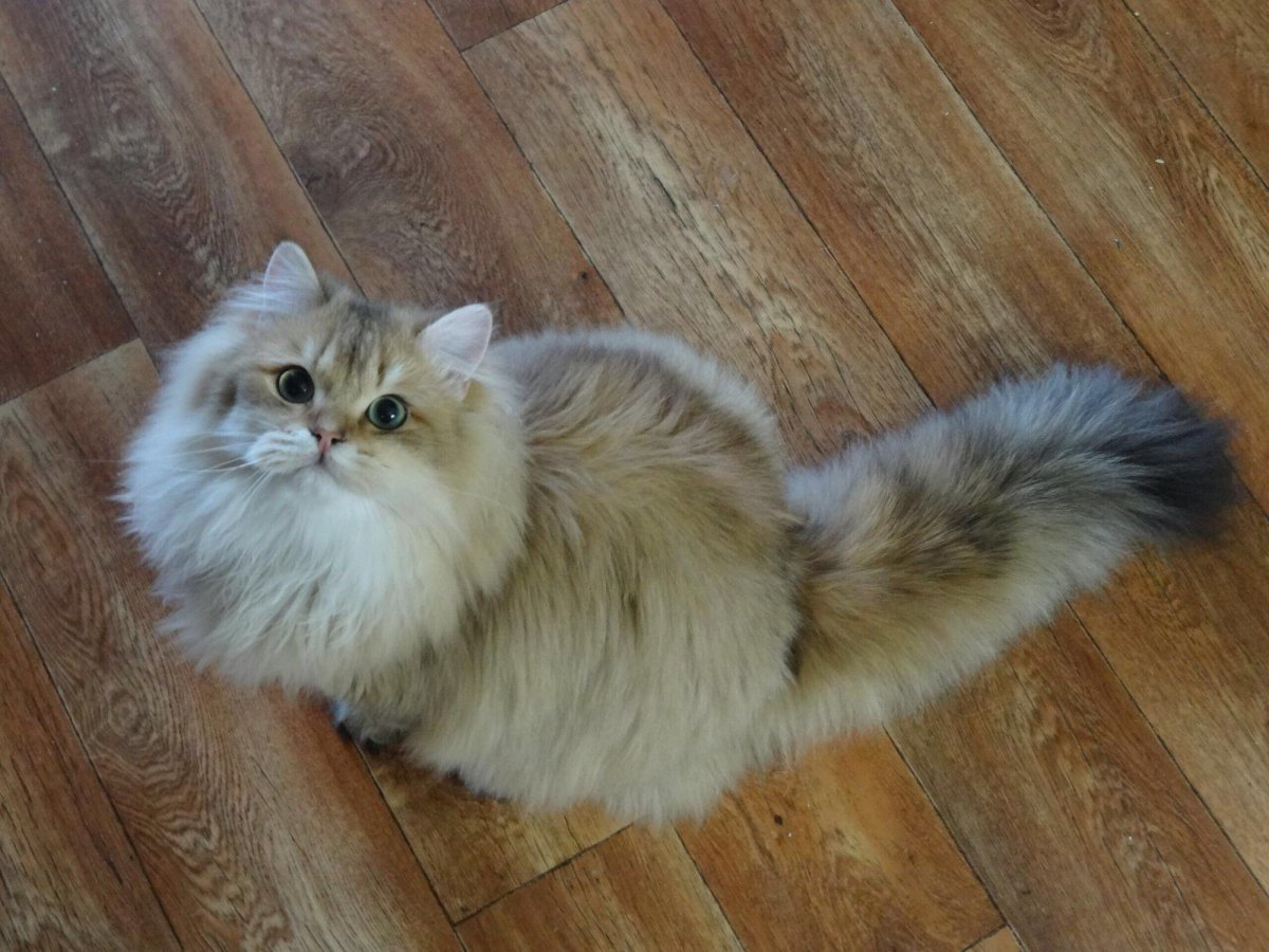 Золотой тикированный британец