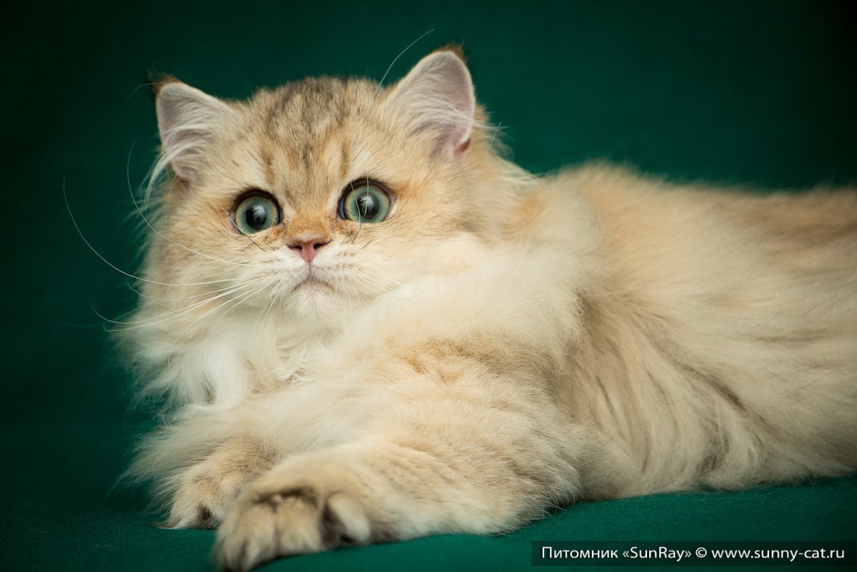 Шотландская короткошерстная Золотая шиншилла