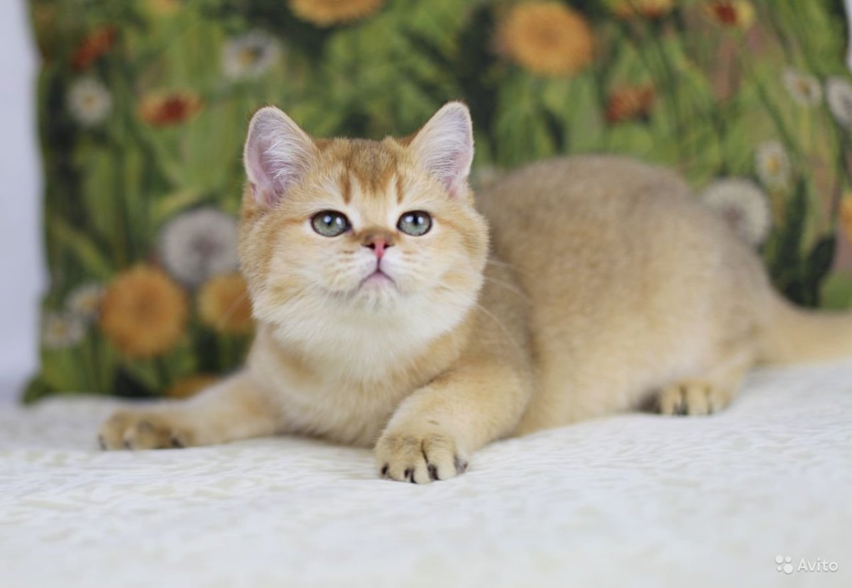 Хайленд фолд Золотая шиншилла