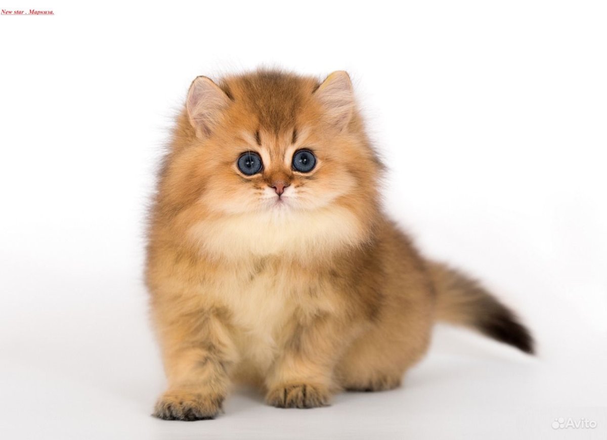 Золотистая шиншилла длинношерстная