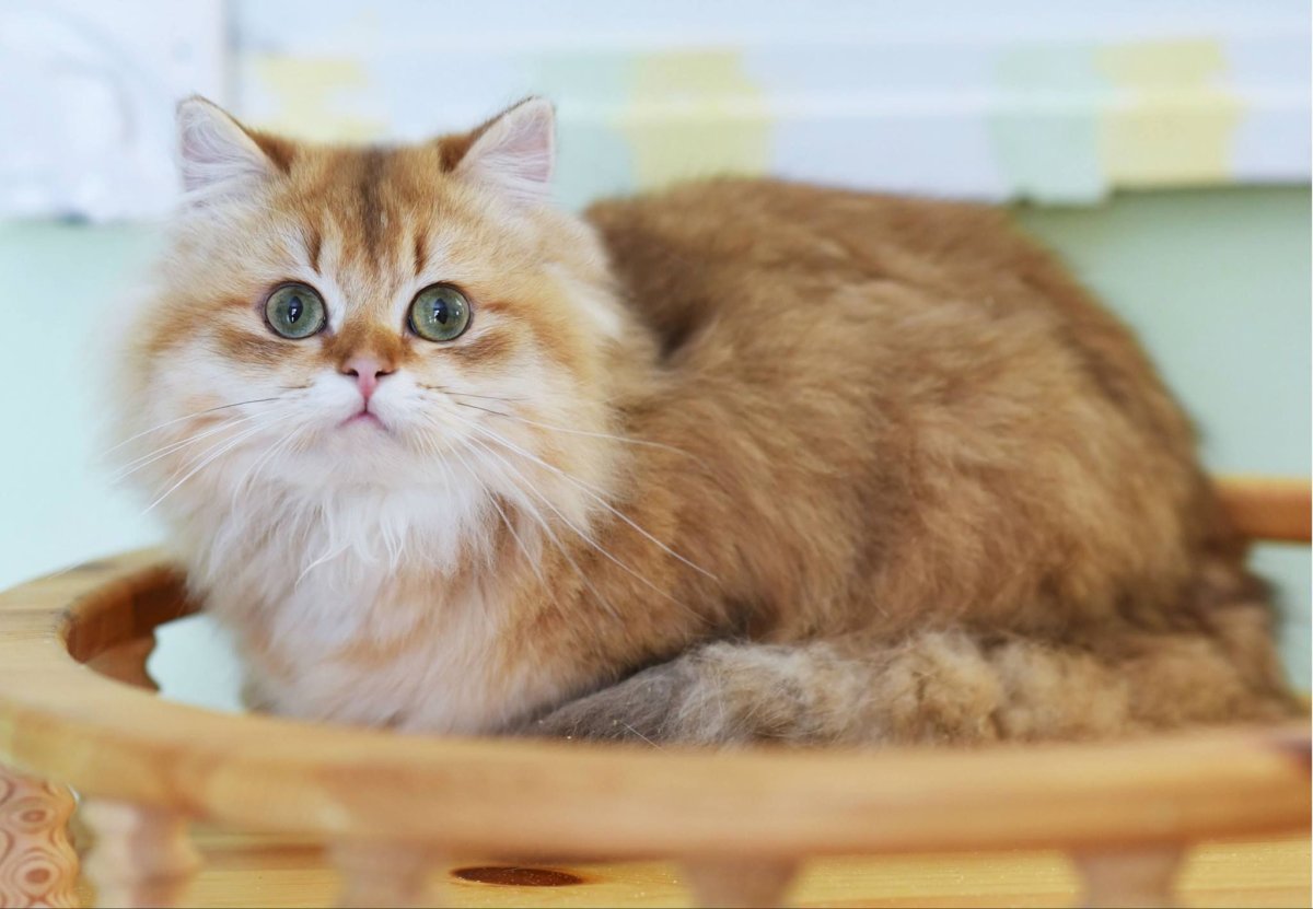 Британская Золотая шиншилла длинношерстная