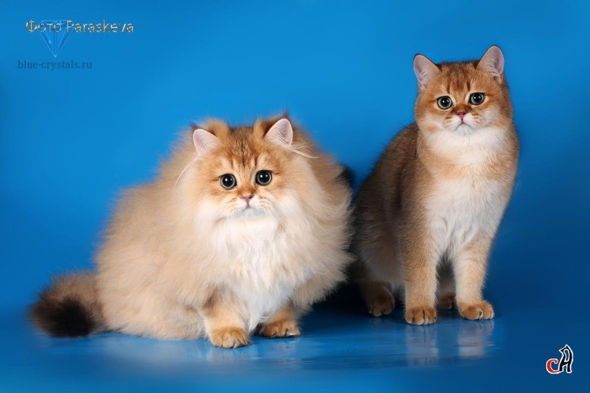 Золотистая шиншилла Британская длинношерстная котенок.