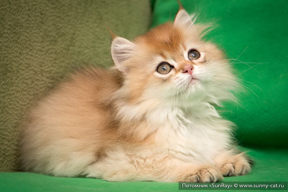 Золотая шиншилла длинношерстная котята