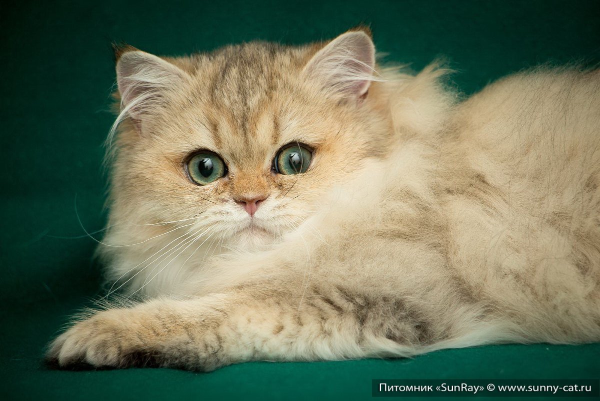 Манчкин Британская шиншилла