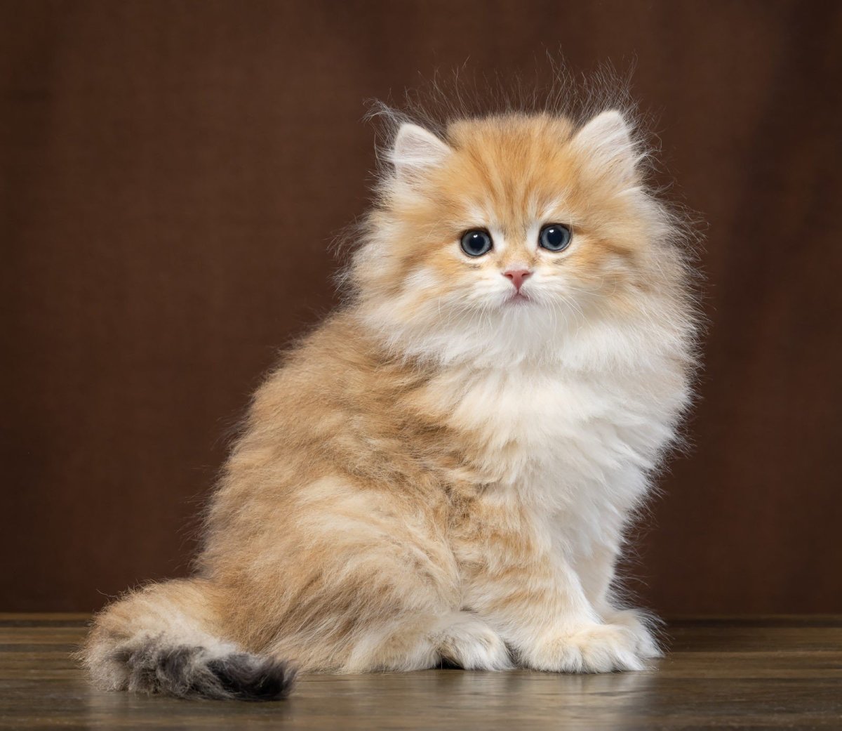 Золотая шиншилла кошка фото