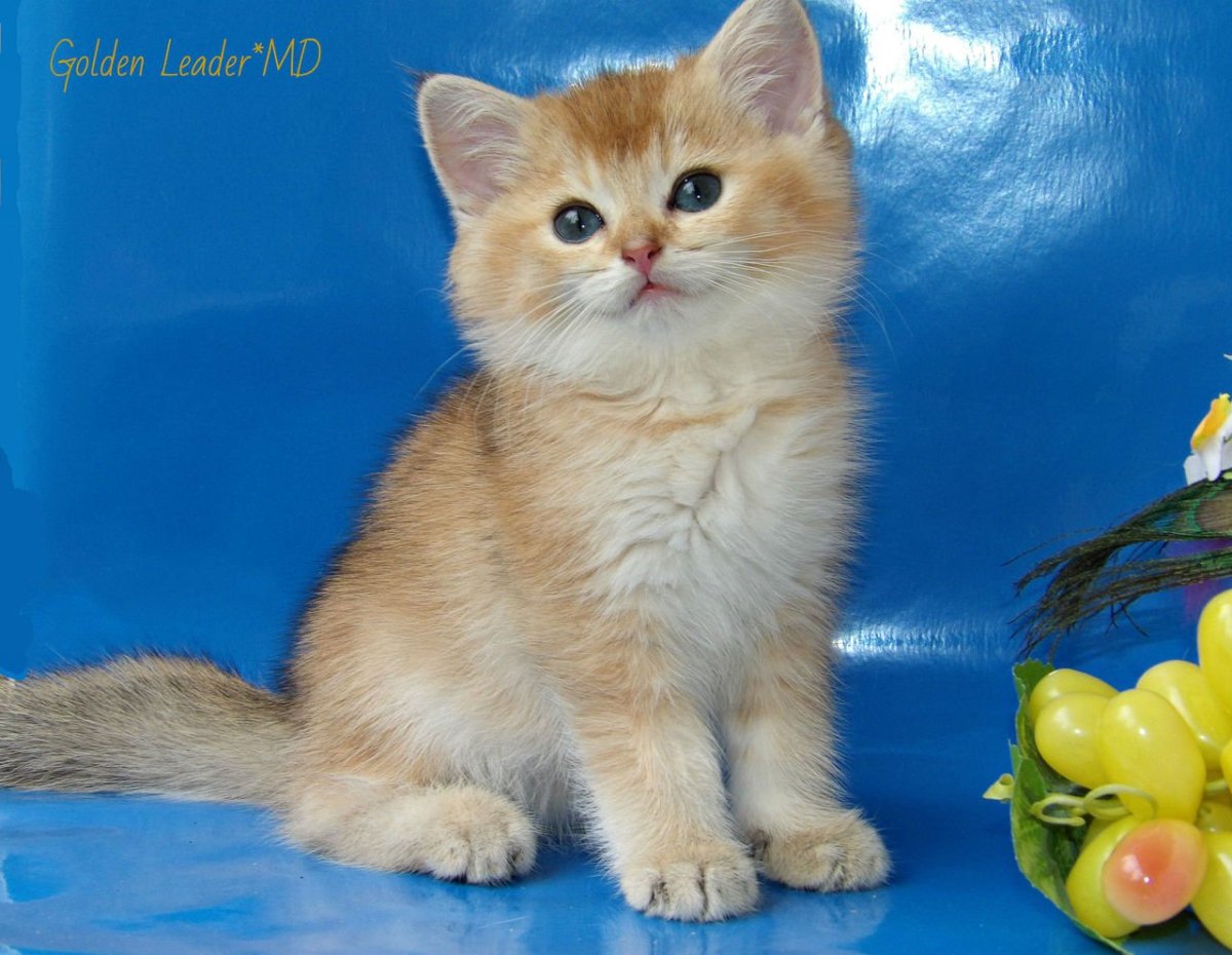 Персидская шиншилла