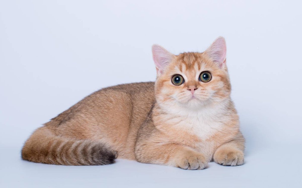 Британский длинношерстный кот