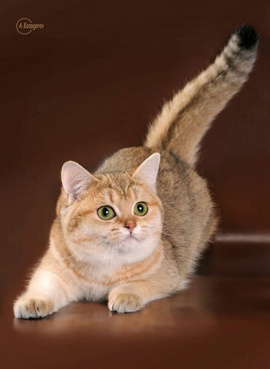 Британская Золотая шиншилла