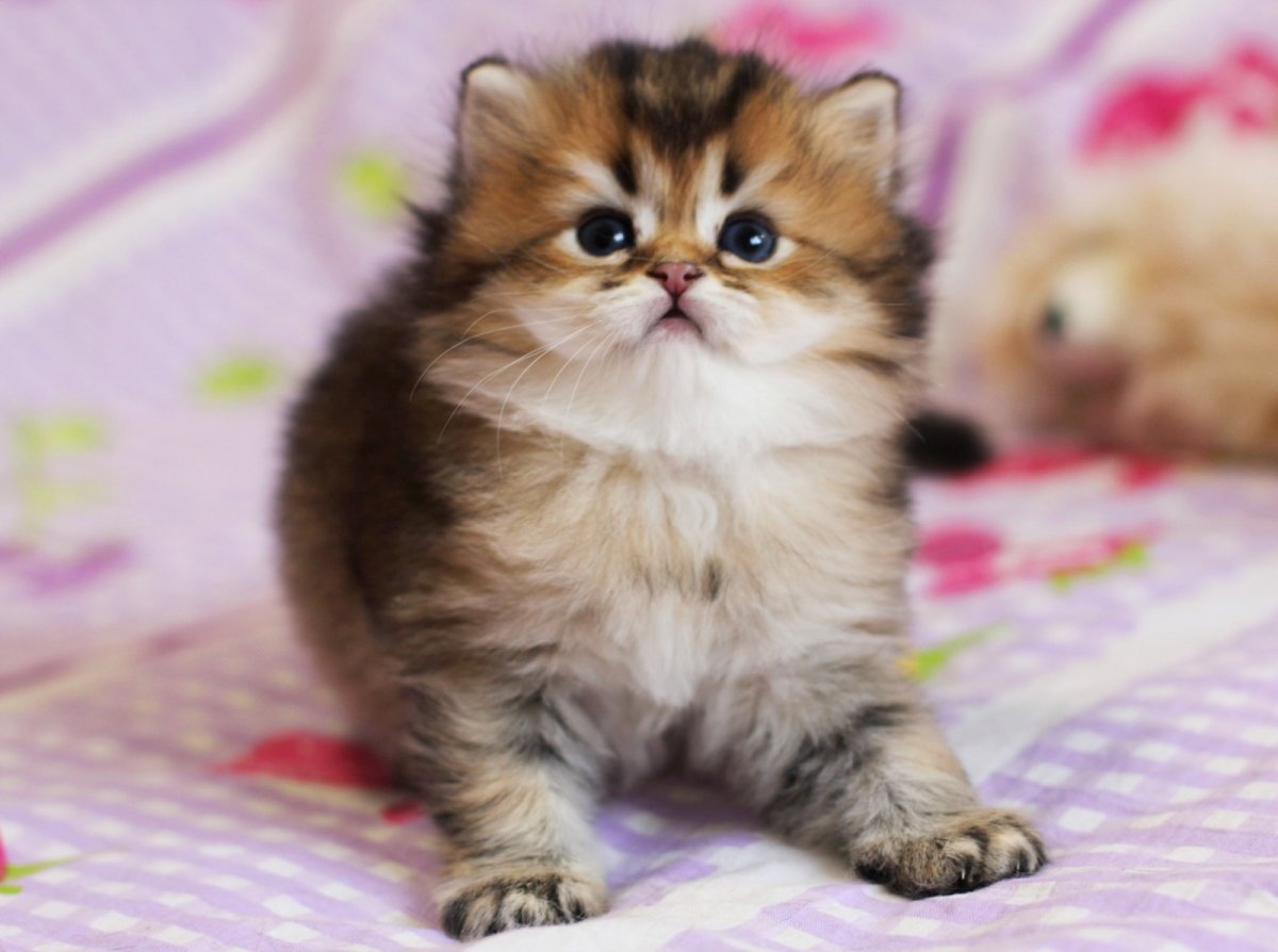 Британская шиншилла