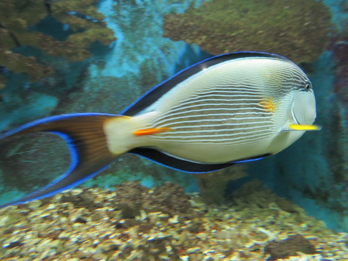 Рыба хирург Шарм Эль Шейх