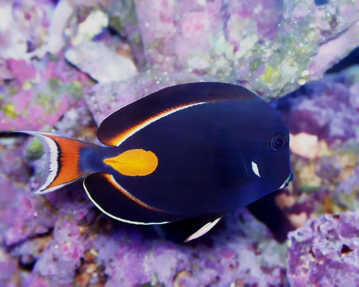 Рыбы Египта Шарм-Эль-Шейх