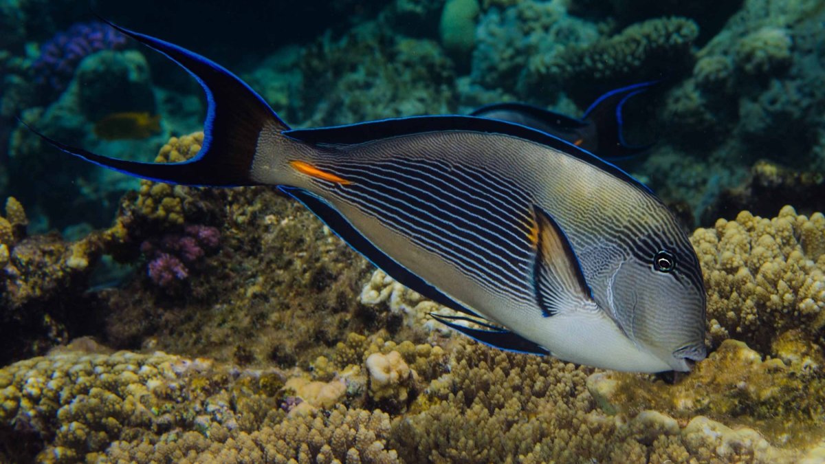 Рыбы красного моря Египет Хургада