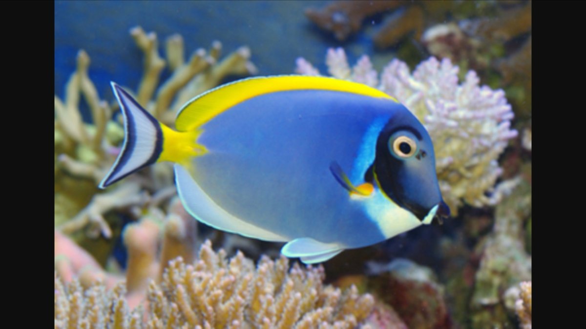 Рыба хирург Египет фото