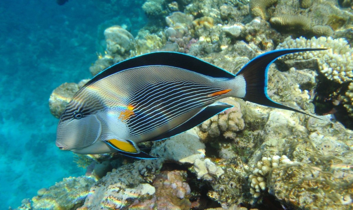 Красное море рыба хирург