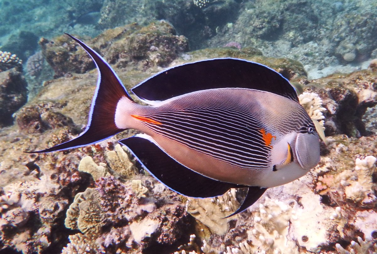 Рыба хирург Египет Шарм-Эль-Шейх