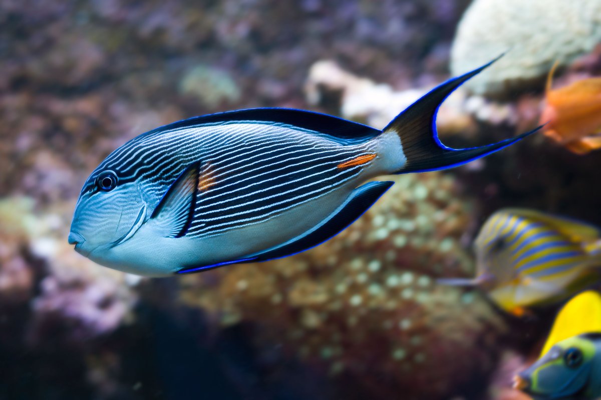 Хирург синий белогрудый Acanthurus leucosternon